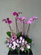 Imagen de JARDIN DE PHALENOPSIS