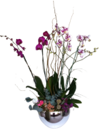 Imagen de Mariposa doble