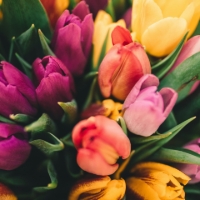 Imagen para la categoría TIPOS DE FLORES